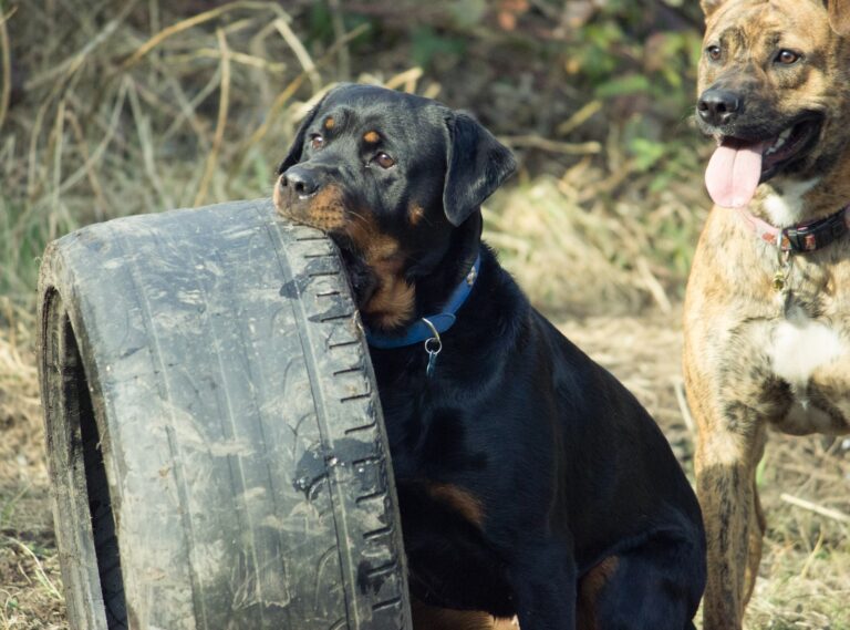Are Tires Toxic to Dogs?